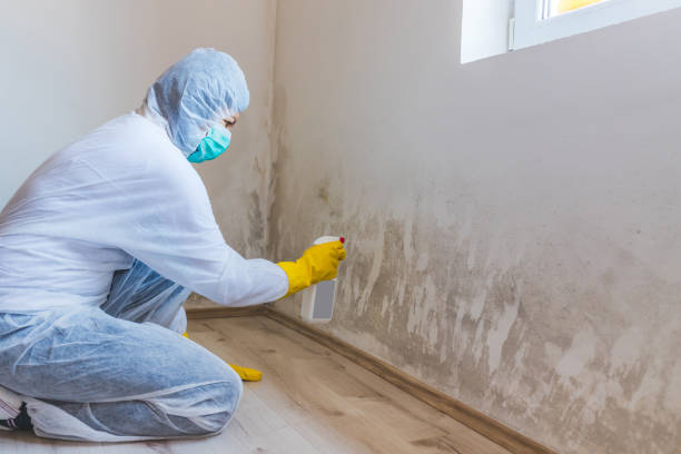 Licensed Black Mold Removal service in Clinton, MD - WQB Mold Removal