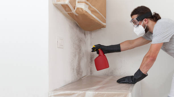 Professional Black Mold Removal technician working in Clinton, MD