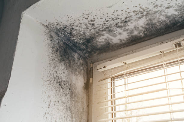 Affordable Black Mold Removal solutions in Clinton, MD